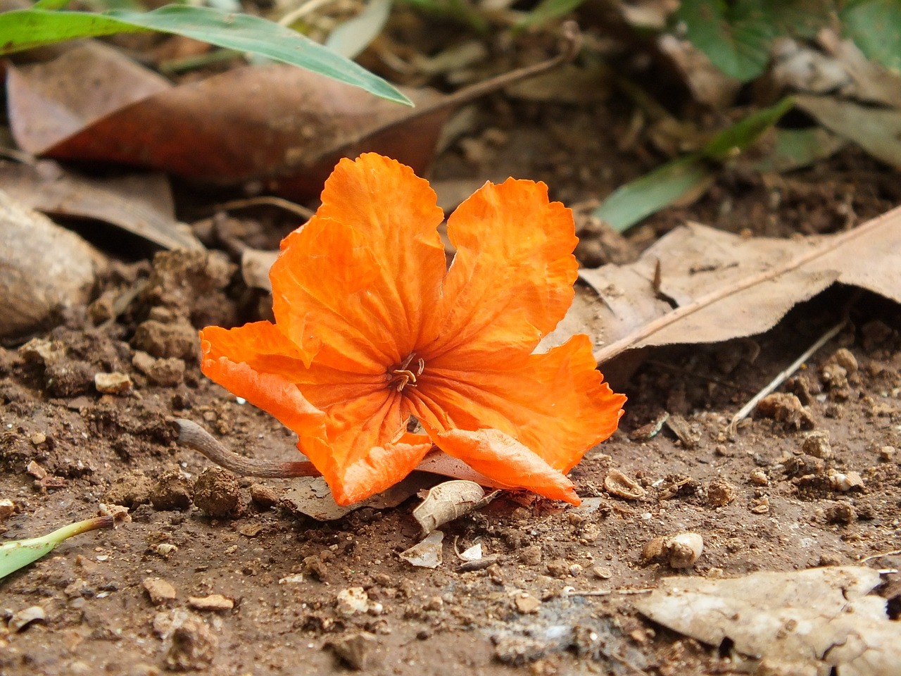 Understanding Soil Types for Your Garden